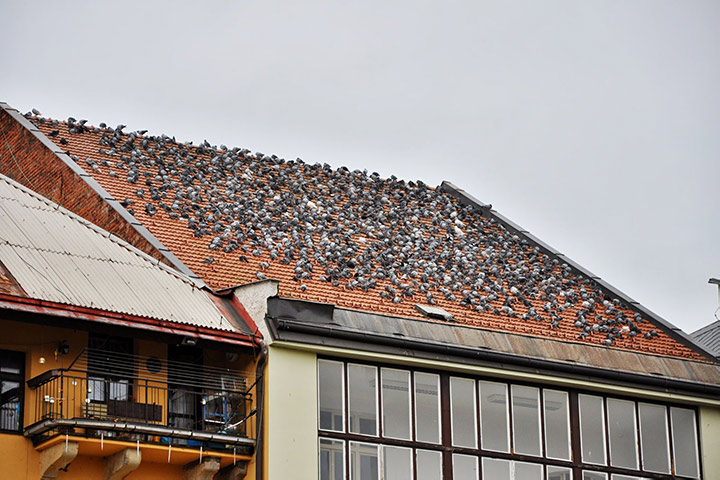 A2B Pest Control are able to install spikes to deter birds from roofs in Doncaster. 