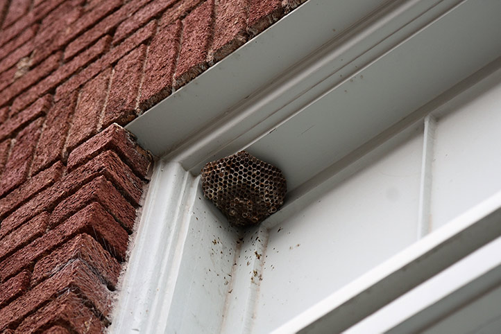 We provide a wasp nest removal service for domestic and commercial properties in Doncaster.